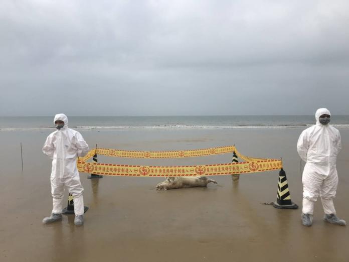 金門再爆海漂豬屍「非洲豬瘟陽性」　豬產品暫停輸出