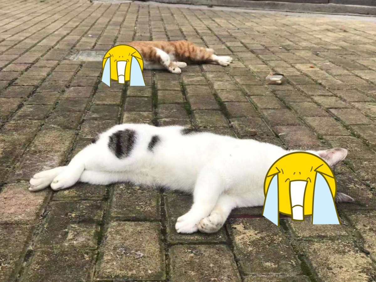 貓狗被狠狠摔死引起網友眾怒。（圖／翻攝自微博）