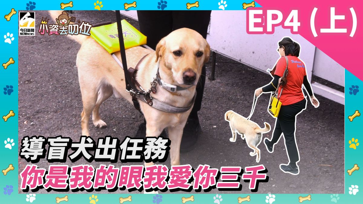 小資去叨位EP4（上）／導盲犬出任務，你是我的眼我愛你三千▲（圖／影像中心製作）