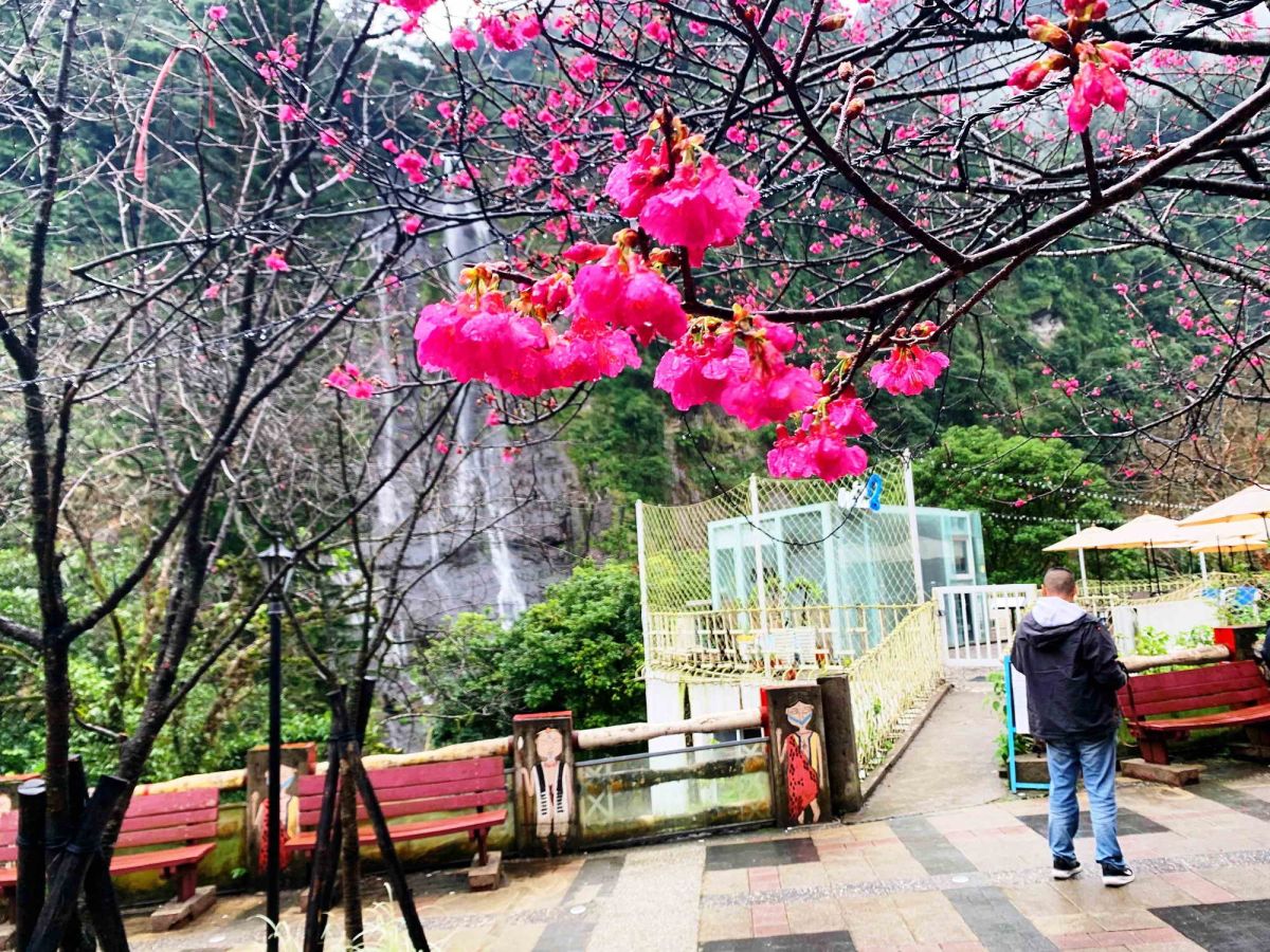 ▲勇士廣場粉色櫻花繽紛綻放，伴隨瀑布彷如一幅山水畫。（圖／新北市政府景觀處提供）