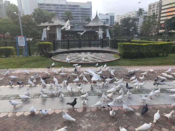 台中公園野鴿大量群聚　中市府籲勿餵食
