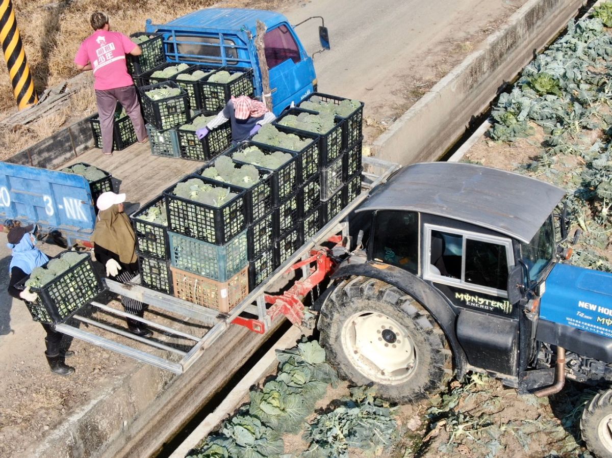 ▲嘉義縣青農陳育旗等人改裝田間搬運農機，青花菜採收效能快四倍。（圖／記者陳惲朋翻攝，2019,02,10)