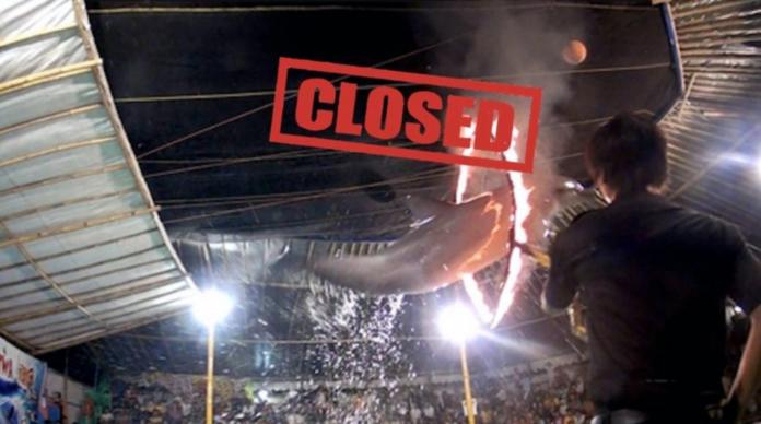 不忍海豚被逼跳火圈塞小箱巡演　印尼關閉巡迴馬戲團
