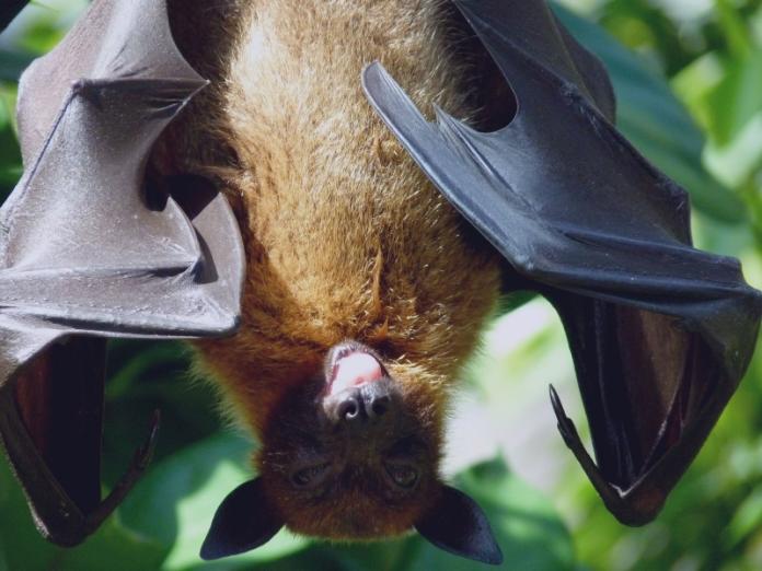 武漢肺炎／蝙蝠好可怕？專家：近五年　台灣蝙蝠不具人畜共通病毒