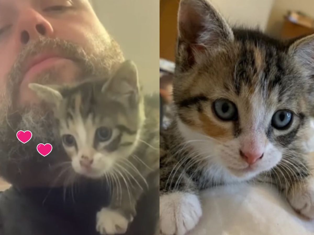 小浪貓溜進披薩店向老闆示好（圖／IG@grumpy_chef_dave）