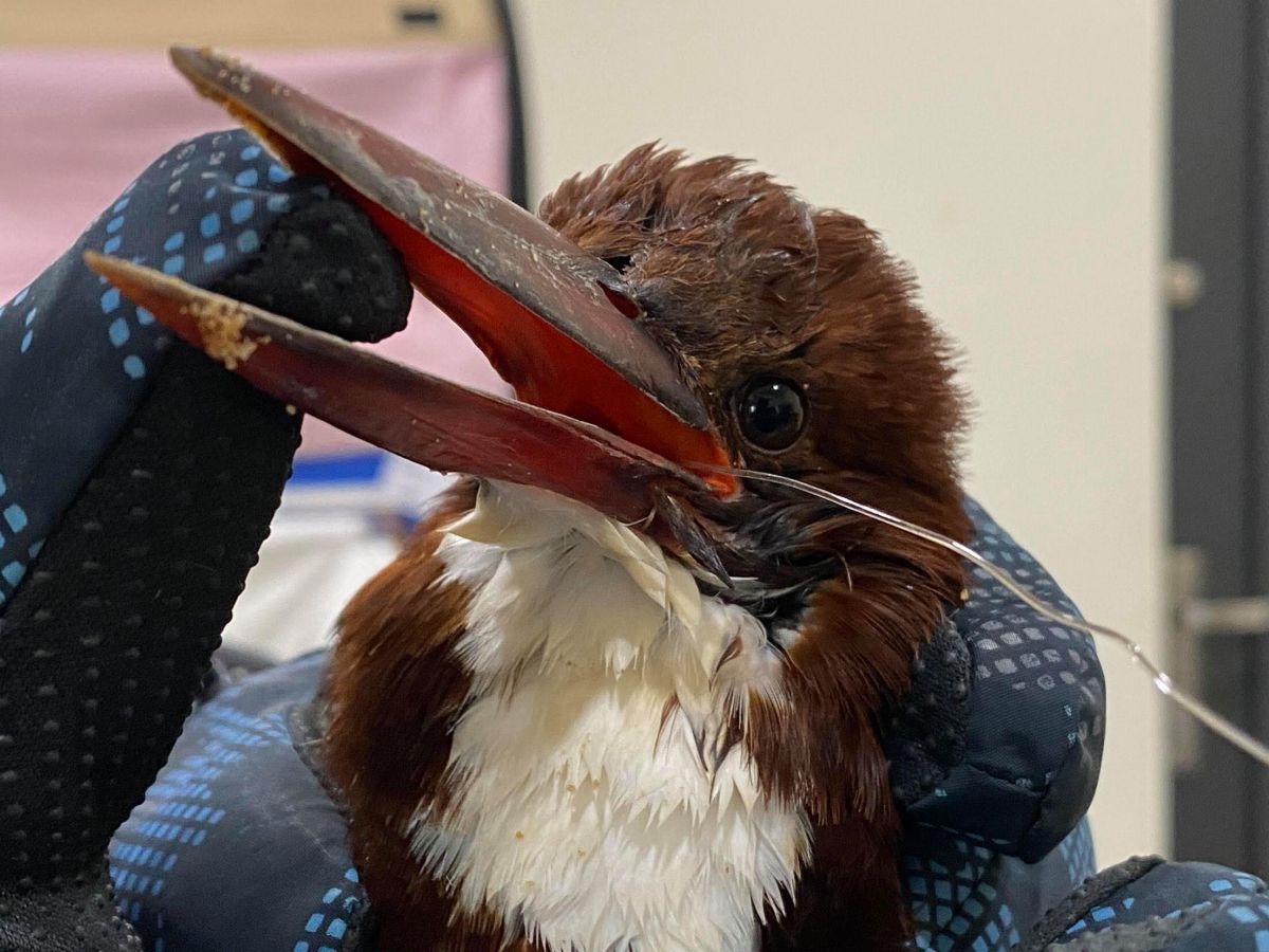 ▲在金門有「飛行的藍寶石」蒼翡翠，疑似誤吞魚鉤。（圖／金門動保協會提供）