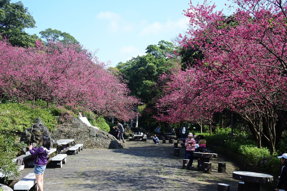 ▲陽明山花季登場，台北市政府將實施彈性交通管制，花季期間另有賞花公車服務，福林公園及百齡高中停車場也提供轉乘優惠措施。（圖／台北市政府）