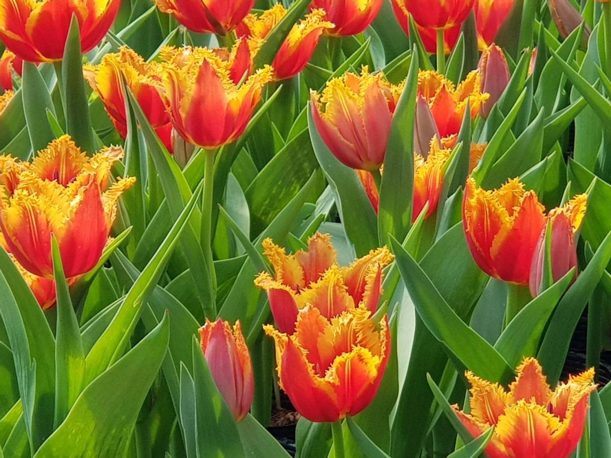 「2020士林官邸鬱金香展」從14日起登場。( 圖 / 台北市政府工務局提供 )