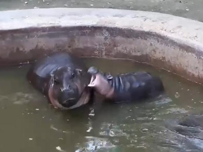 泰國Khao Kheow Open Zoo動物園裡一對河馬母子的互動引人大笑（圖／翻攝自Youtube@Viral Press）