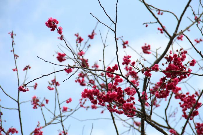 陽明山花季2/15起跑，櫻花、杜鵑群陸續綻放。( 圖 / 台北市工務局提供 )