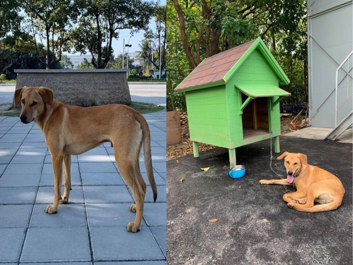 原本是浪浪的小黃，在「台南山上花園水道博物館」找到家啦！（圖／翻攝自台南山上花園水道博物館粉絲頁）