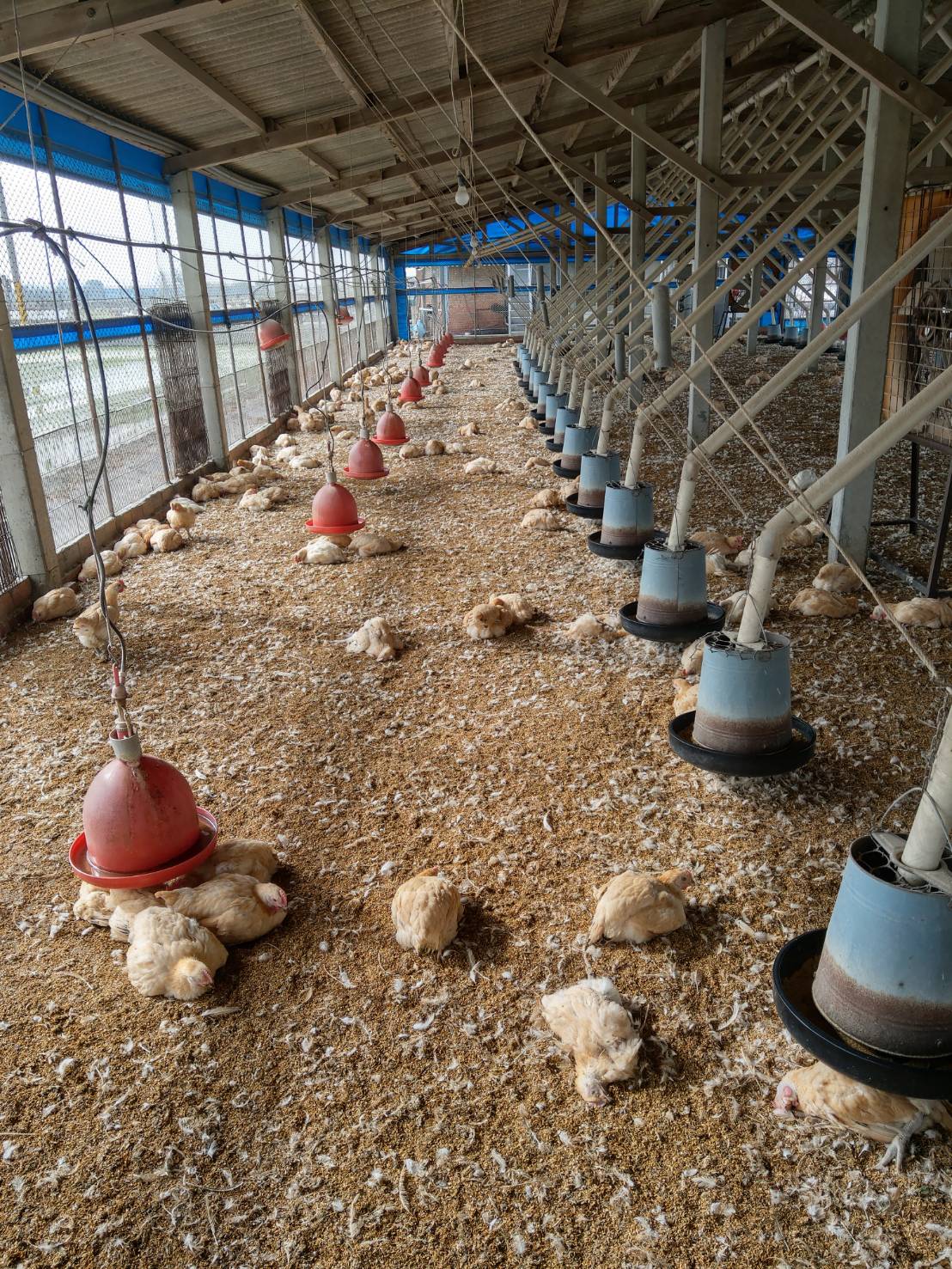 ▲大城鄉一土雞場通報場內雞隻有異常死亡情形，防疫所立即派員進行移動管制，並採病雞送畜衛所檢驗。（圖／記者陳雅芳攝，2020.02.15）