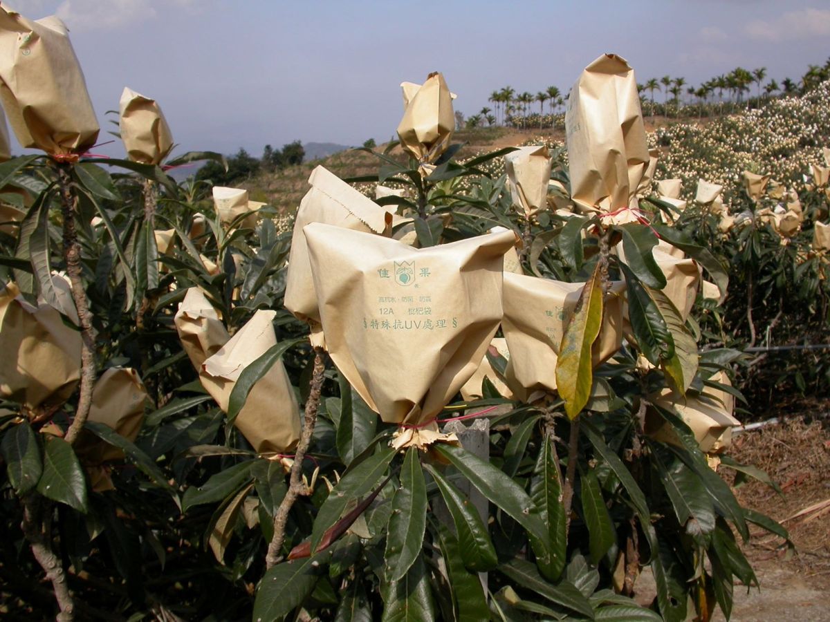 ▲枇杷果實可以進行套袋保護避免寒害。（圖／記者陳雅芳攝，2020.02.15）