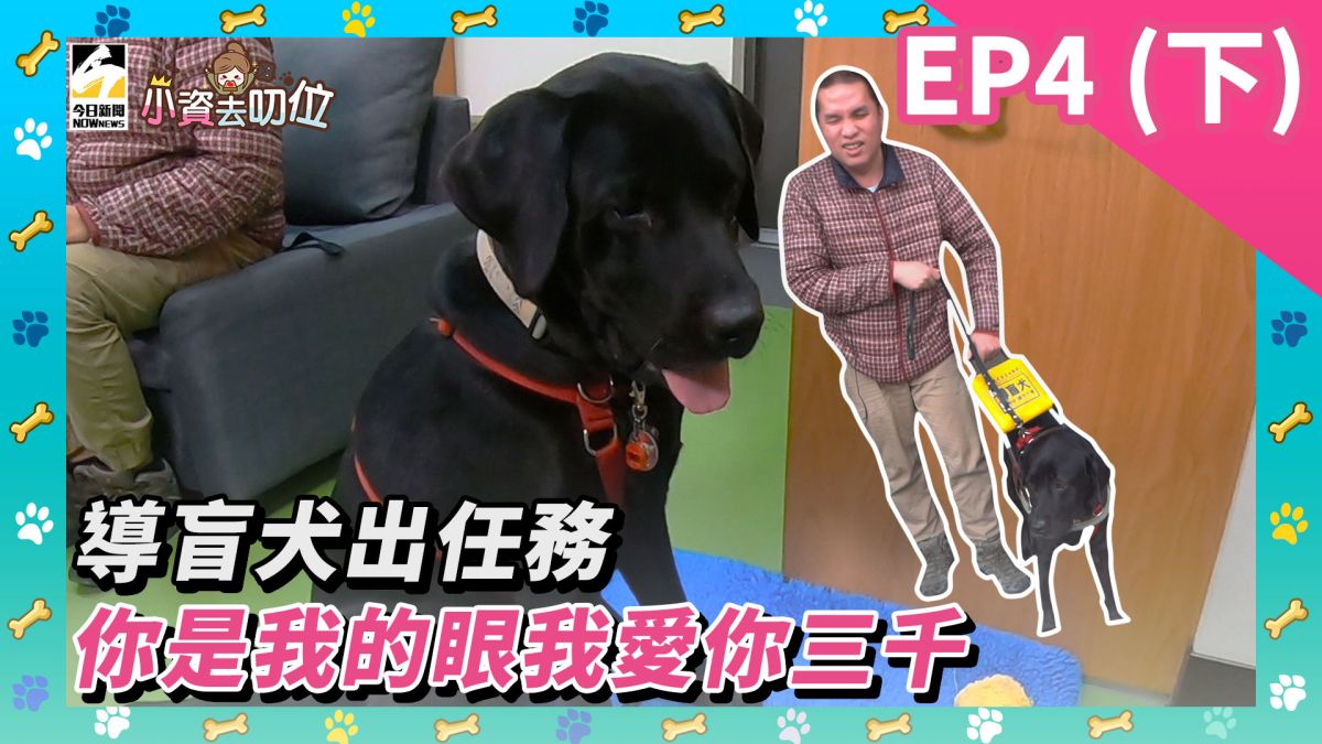 小資去叨位EP4（下）／導盲犬出任務，你是我的眼我愛你三千▲（圖／影像中心製作）