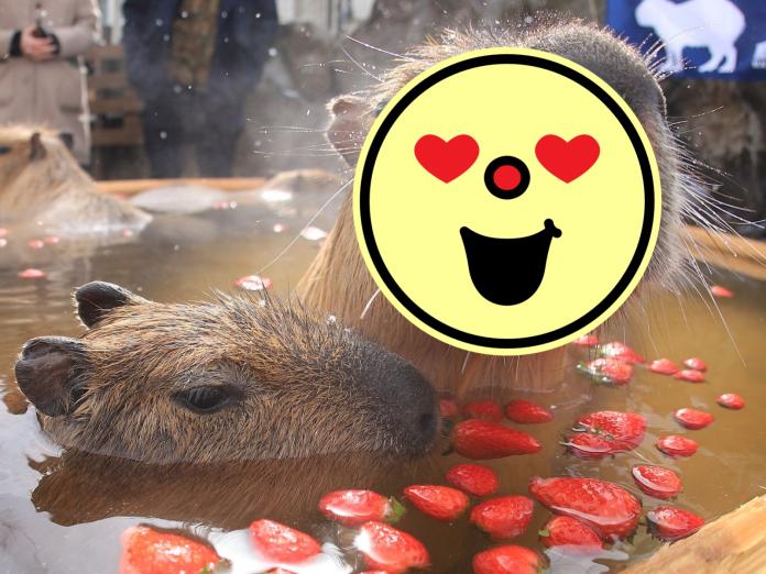 有得泡又有得吃～鼠生過得超幸福～（圖／Twitter@Capybara_siesta）