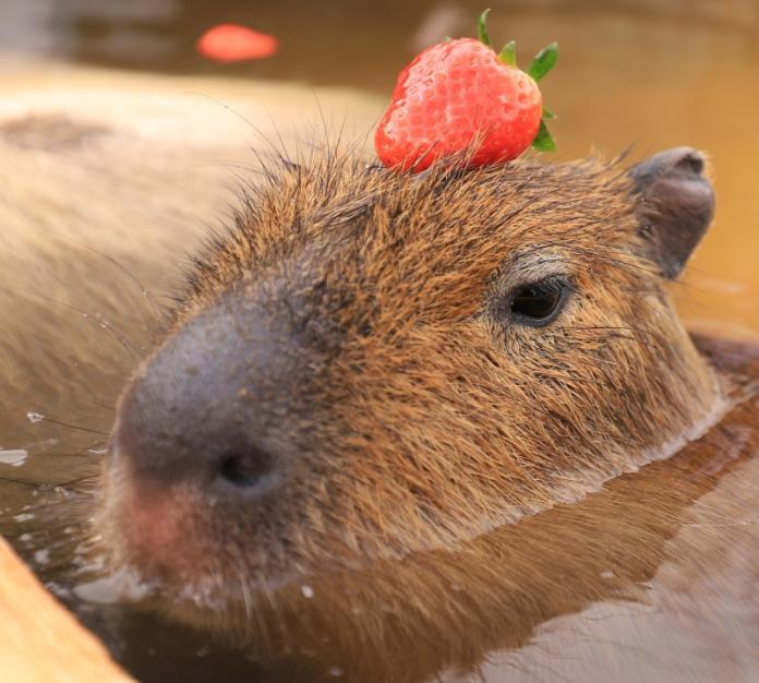 季節限定！日本水豚爽泡奢侈草莓浴　舒服到表情超浮誇