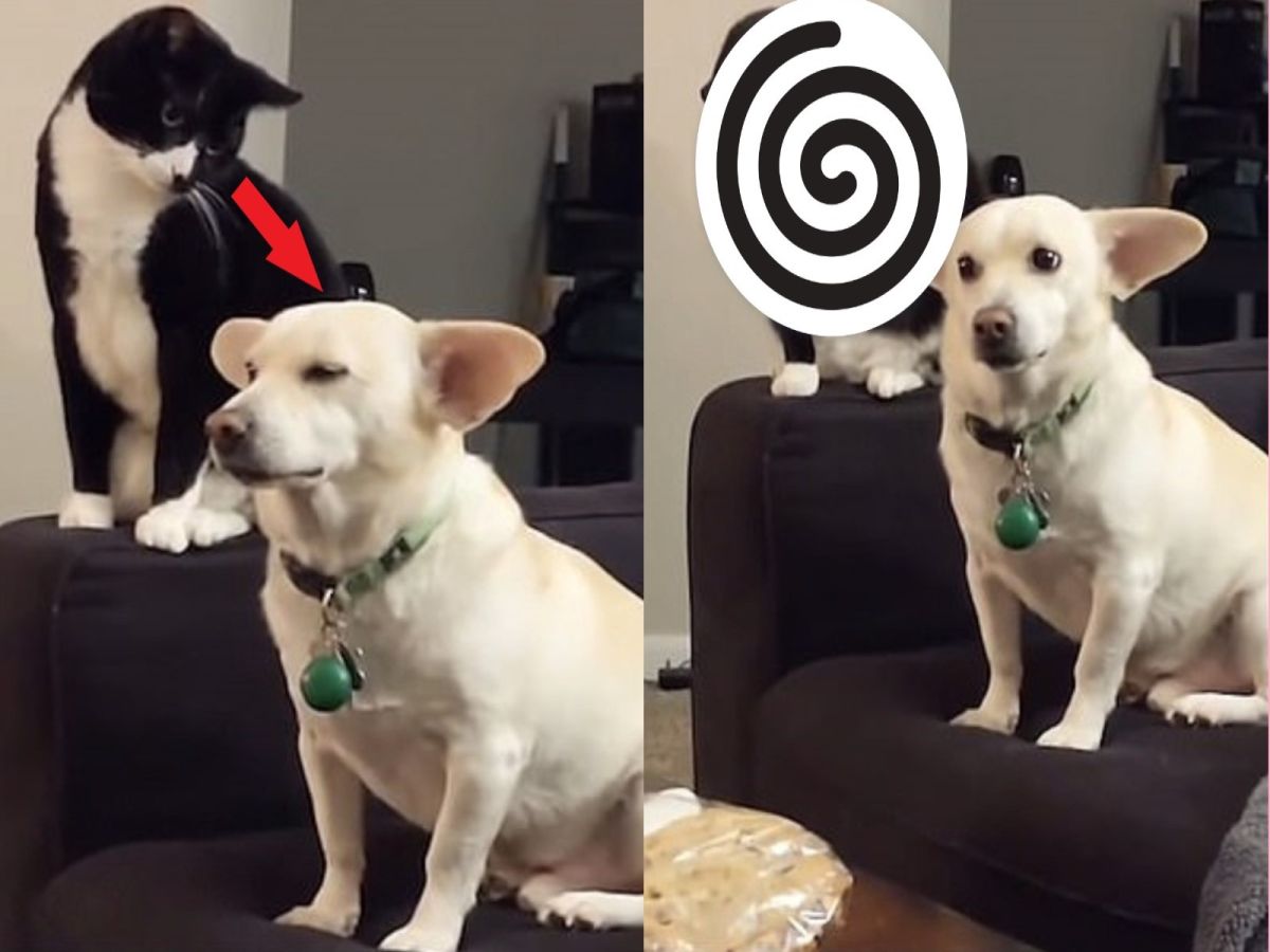 美國一隻賓士貓緊盯著狗狗的後腦袋（圖／翻攝自Youtube@VITALY PETRUKHIN）