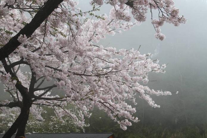 到阿里山賞國際櫻花季　看美景抽獎收穫滿滿
