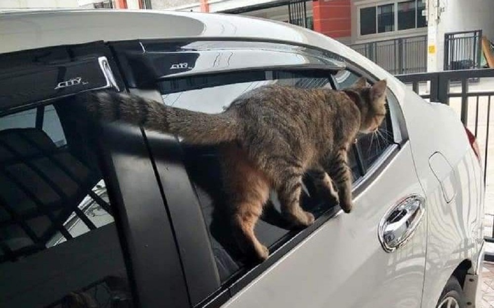 ▲（圖／翻攝自爆廢公社）