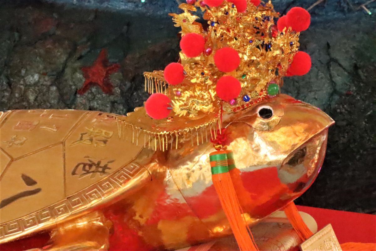 ▲金靈龜王得主徐姓民眾因當天喝醉酒，在考慮不週的情況之下乞得金龜，日前親自向神明擲筊道歉，請求「上帝公」原諒。（圖／記者張塵攝，2020.02.19）