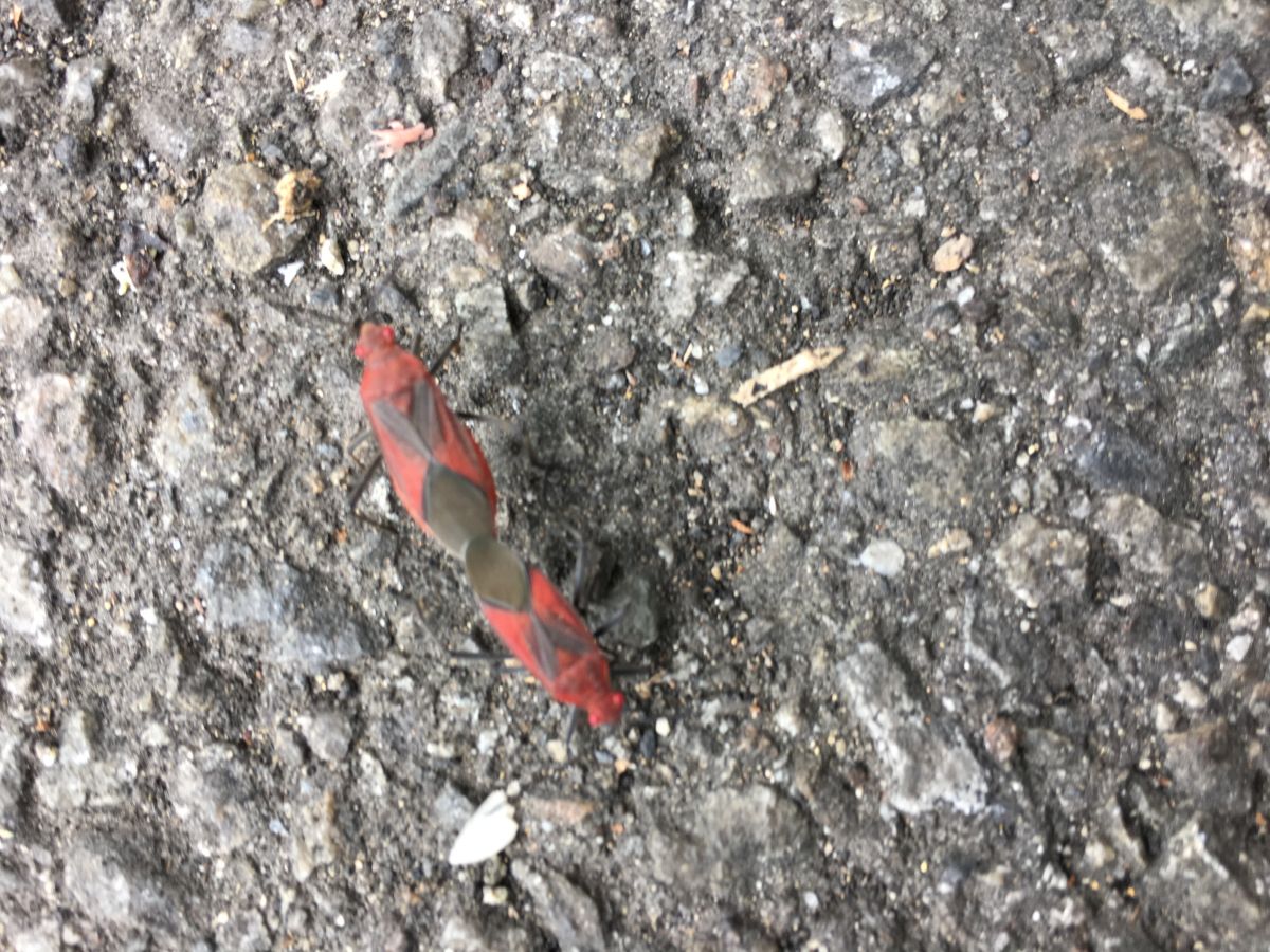 ▲中市街頭台灣欒樹附近聚集大量紅色鮮豔昆蟲，建設局查證為「紅姬緣椿象」，無攻擊性，不會使人受傷。 (圖／建設局提供2020.2.20)