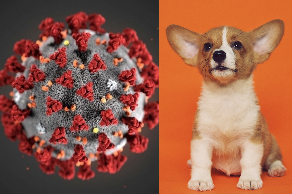 ▲武漢肺炎疫情當前，許多飼主擔心家中寶貝寵物是否也可能感染？（合成圖／翻攝新北市動保處、 Unsplash ）
