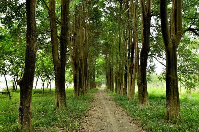 ▲台糖要在萬巒鄉砍樹種電，要將種了二十年綠油油的樹木砍掉。（圖／來自林國順臉書，2020.02.21）