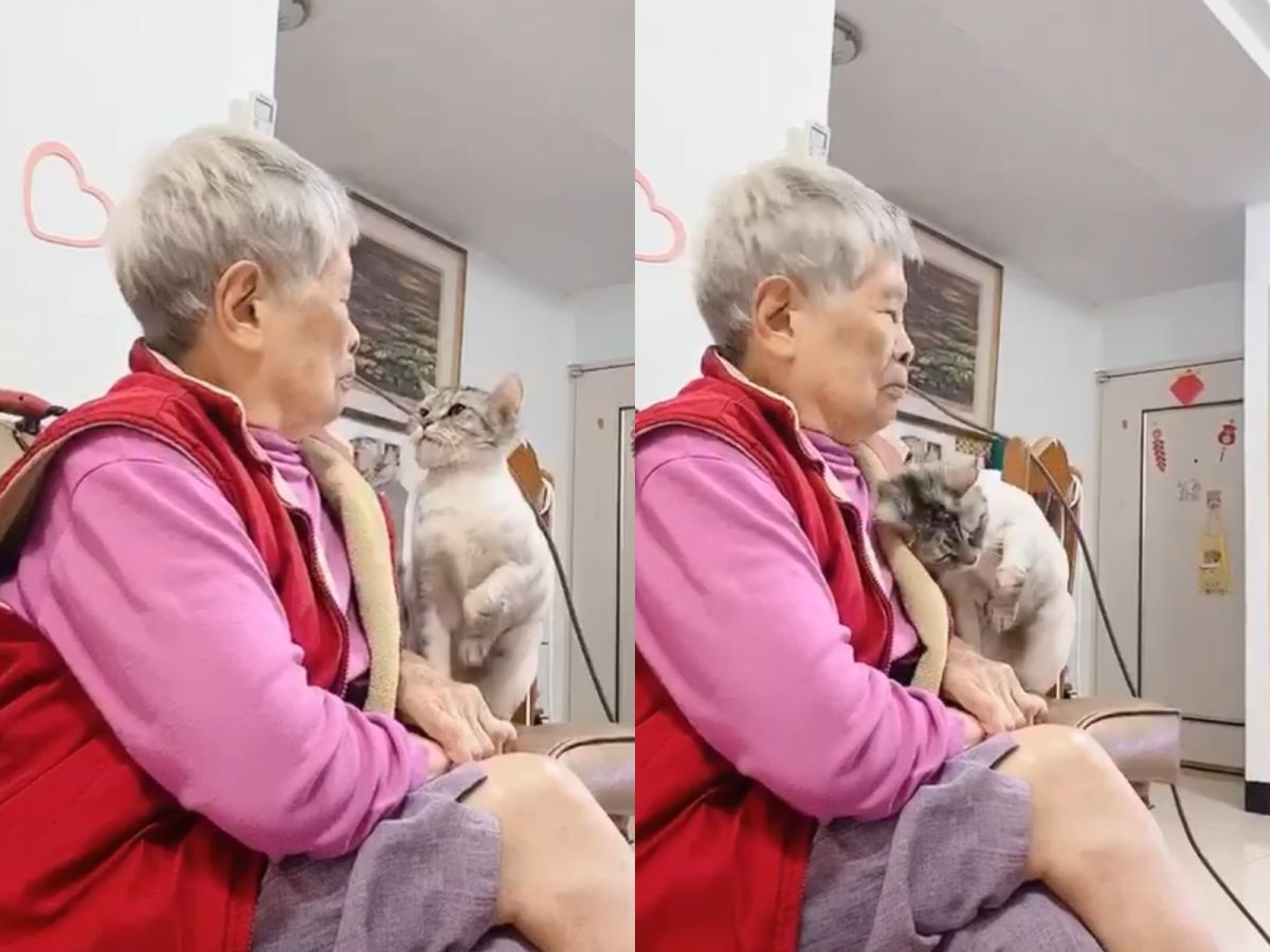 戲精貓虎妹一被點藥，就跑去找阿嬤哭訴。（圖／粉專六隻犬貓與牠們的產地提供）