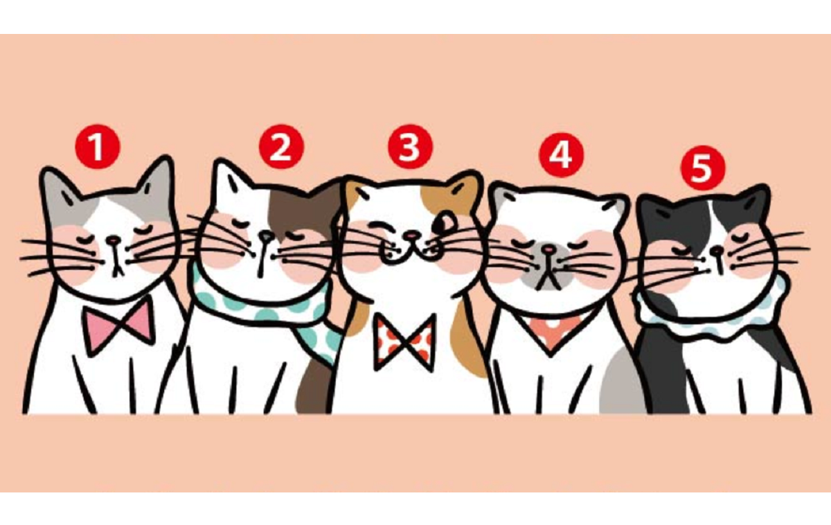 ▲覺得哪隻貓能為你帶來好運？測你 2020 靠什麼「翻身」。（圖／翻攝自Look Pretty）