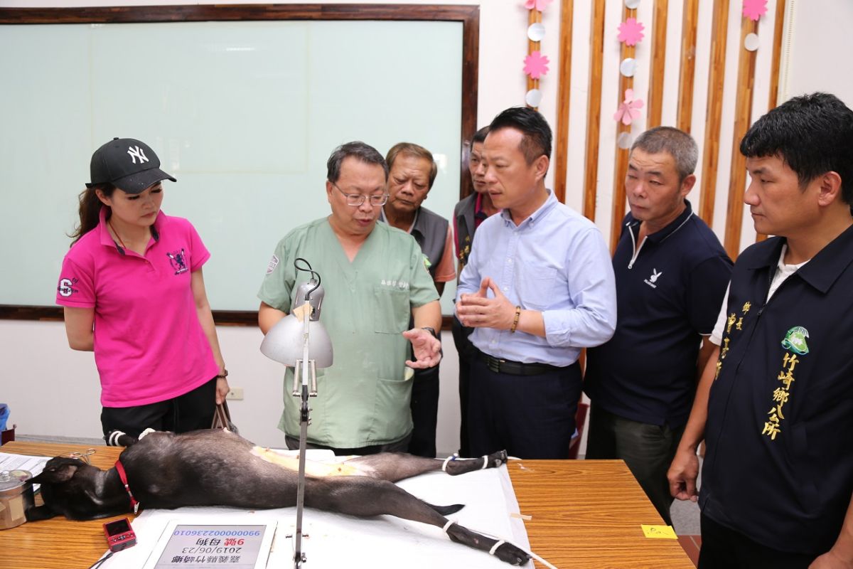 ▲嘉義縣犬貓絕育手術補助，從3月起到11月22日止。（圖／記者陳惲朋翻攝，2020,02,24)