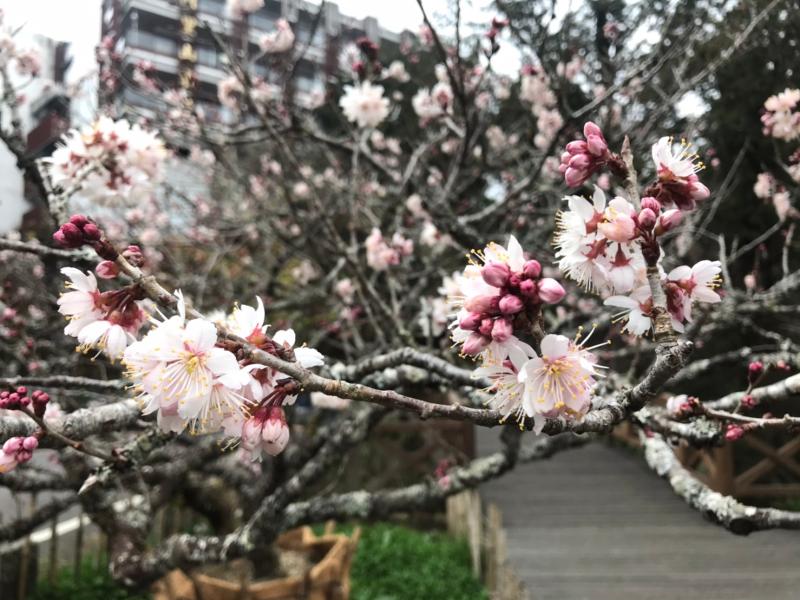 阿里山山櫻花開8成　粉嫩預告花季將登場

