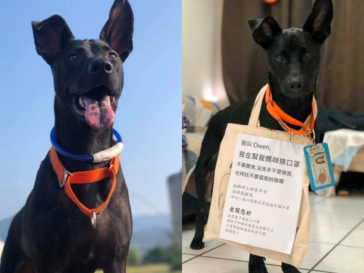 Owen的可愛裝扮讓許多網友都想抱緊處理！（圖／網友Goody Wu提供）
