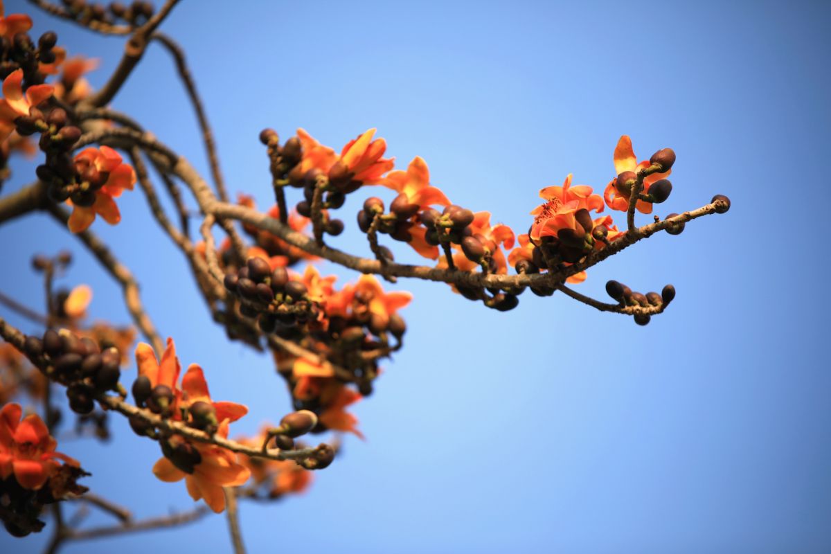 ▲木棉花的花語是「珍惜身邊的人和眼前的幸福」，王惠美歡迎大家利用餘暇前往攝影拍照、賞木棉花。（圖／記者陳雅芳攝，2020.02.25）