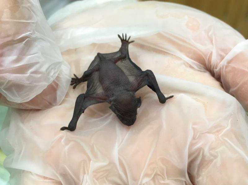 ▲新北市動保處提醒，台灣島上的蝙蝠有些物種確實帶有病毒，卻不至於影響人，除非研究人員捕捉時被咬，至今並未發生過蝙蝠主動攻擊人的案例。（圖／新北市動保處提供）