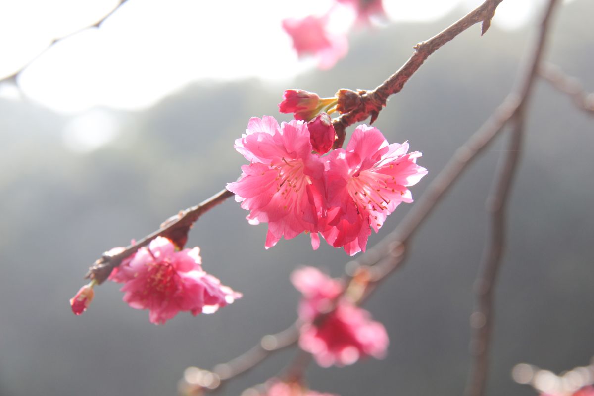 ▲員林湖水里湖水巷百果山八重櫻、緋寒櫻正盛開，猶如一處粉紅祕境，八重櫻為多重花瓣，盛開時更令人驚豔。（圖／記者陳雅芳攝，2020.02.26）