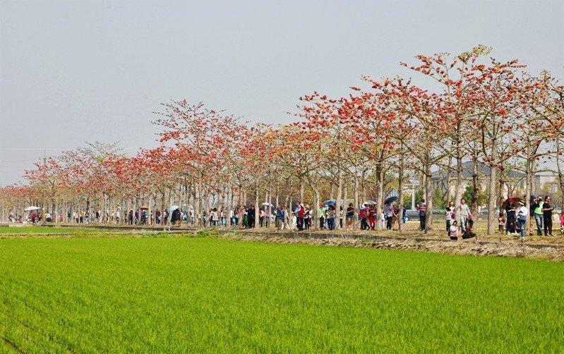 木棉花季持續至3月15日（圖/台南市政府）