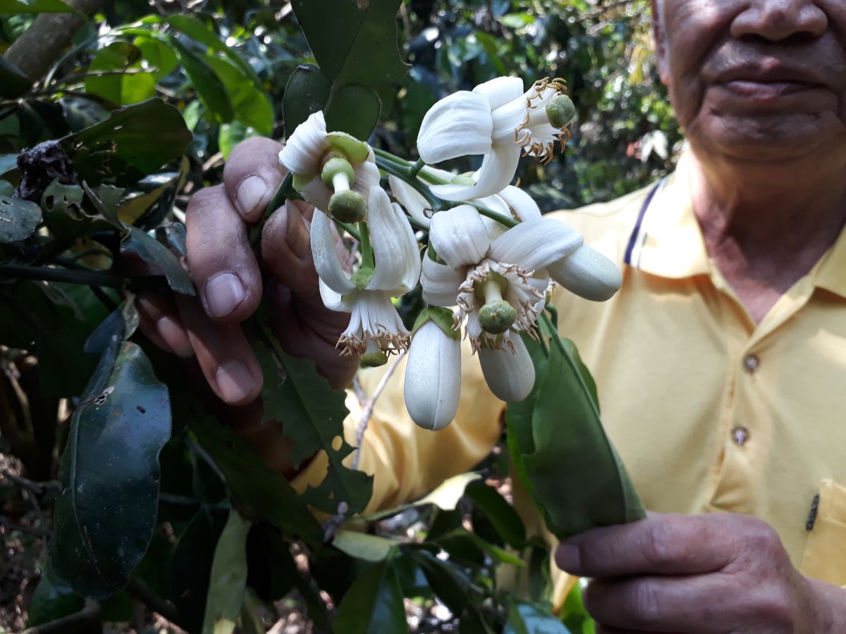 ▲二水鄉白柚正值開花期，花開得特別大朵，味道非常清香，趕快來吸收大自然芬多精，遠離武漢肺炎疫情的壞心情。（圖／記者陳雅芳攝，2020.02.27）