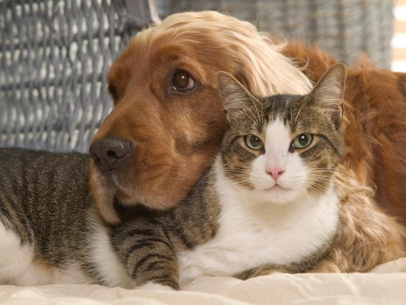 香港確診者寵物犬驗出病毒　WHO：未有證據顯示貓狗傳染
