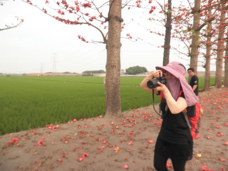 ▲竹塘整排木棉花就矗立於稻田之間，紅綠相間點綴出春天的色調，隨手一拍，如畫中美景唾手可得。（圖／記者陳雅芳攝，2020.02.28）