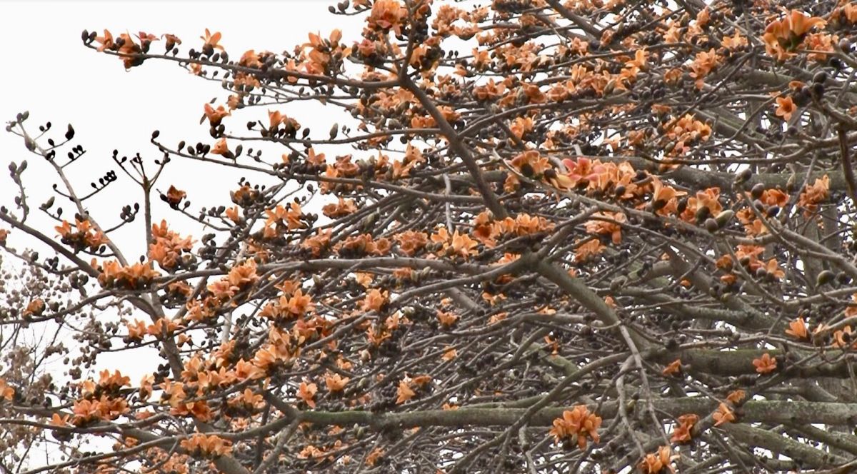 ▲彰化縣東螺溪西岸有1.4公里長的木棉花道，大爆發，令人心曠神怡，感覺很不錯。
（圖／記者陳雅芳攝，2020.02.29）
