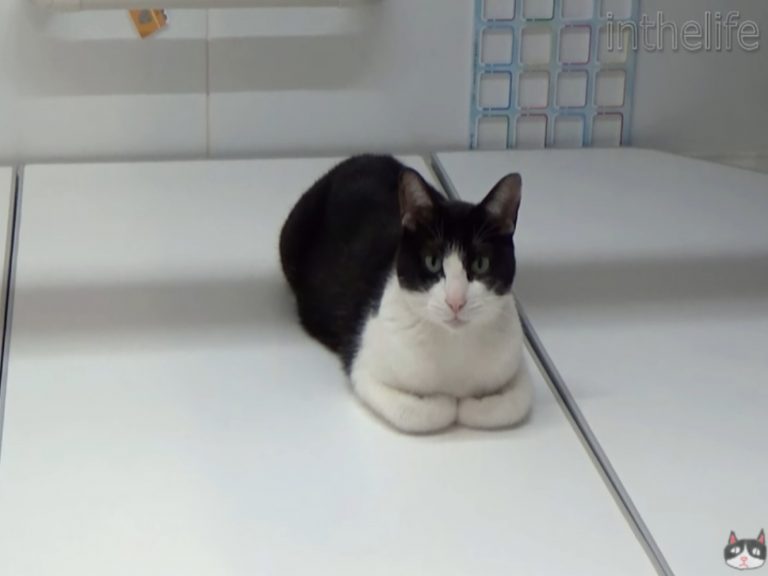 黑白貓Moo喜歡待在浴缸上等泡澡（圖／翻攝自Youtube@inthelife）
