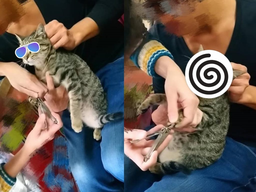 虎斑貓「嘉玲」被剪指甲時秒變臉（圖／網友Sandy Liu授權提供）