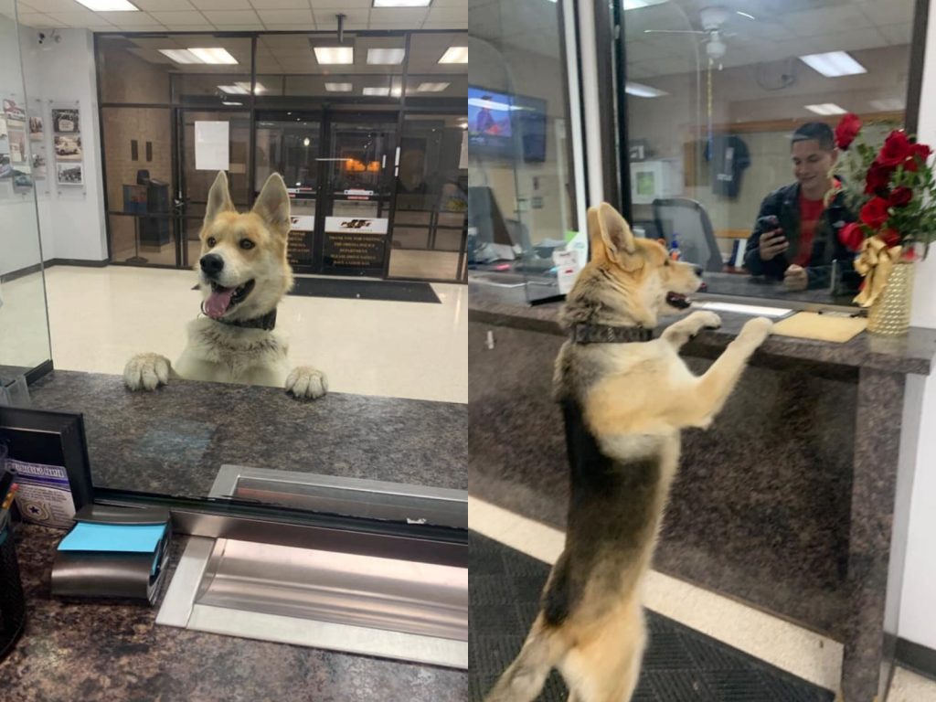 警局在粉專PO文開玩笑說：「還以為牠是來應徵當K9警犬的呢！」（圖／Support Our Permian Basin Police Officers） 