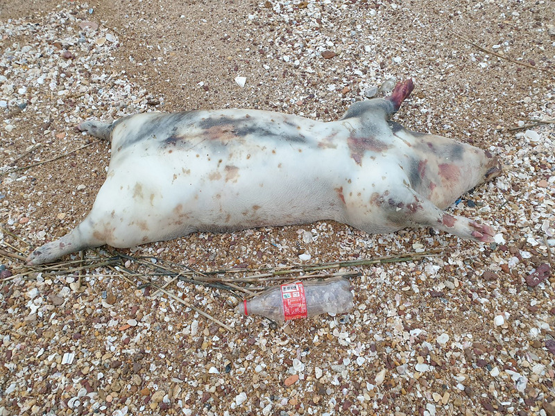 ▲金門縣動植物防疫所接獲通報，在青岐岸際有豬屍。（圖／農委會防檢局提供）