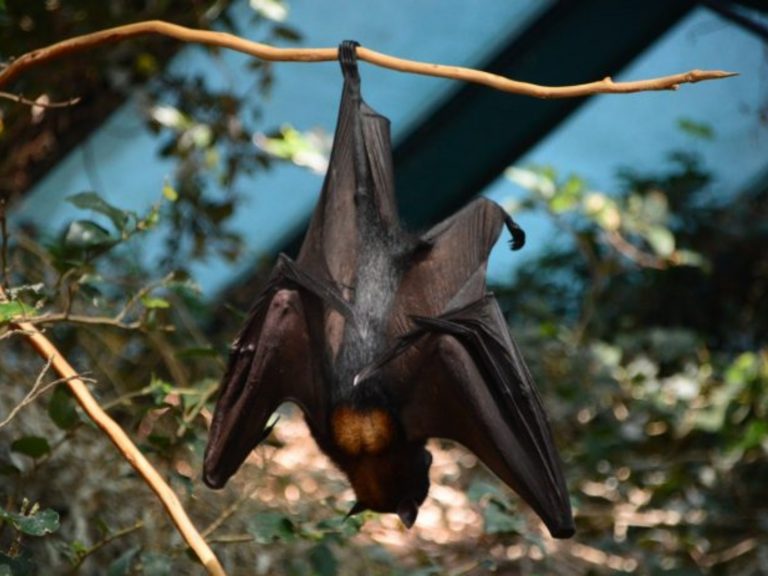 為何蝙蝠是播毒之王？學者揭「驚人真相」：自然界強者
