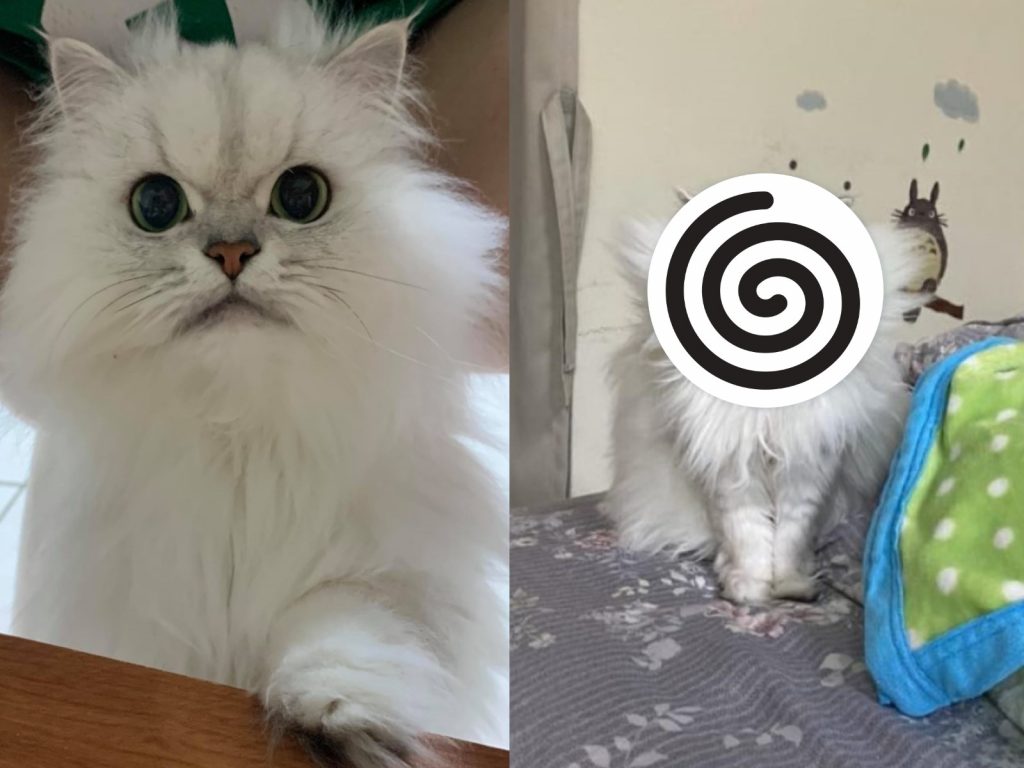 貓咪內內意外被主人發現與電影角色神狀臉（圖／社團貓友江小姐授權提供）
