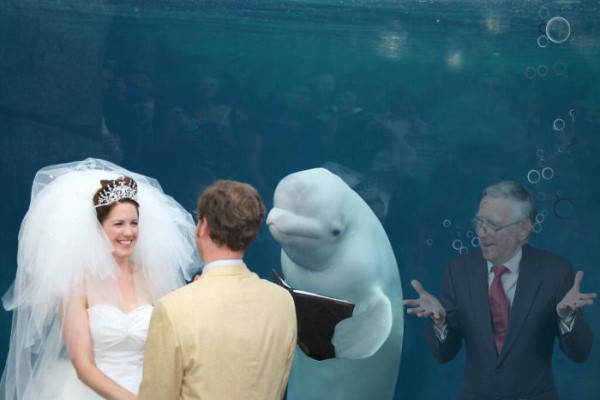 小白鯨亂入婚禮太可愛　竟引出P圖大神變「搞笑梗圖」