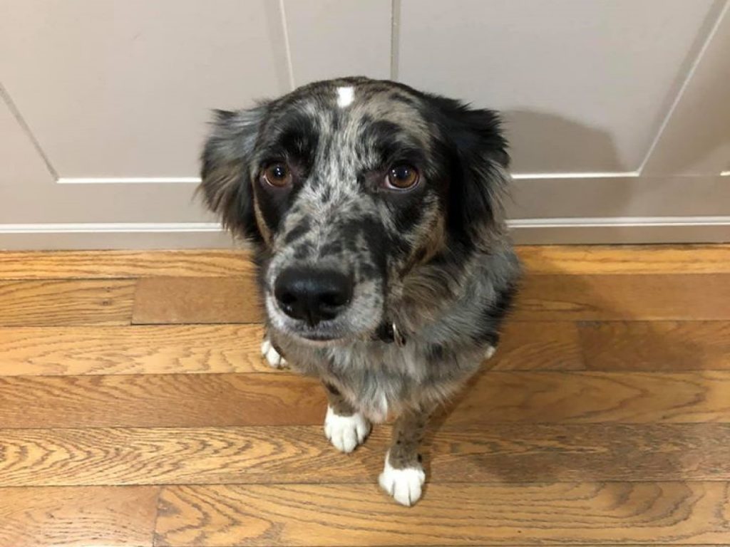 狗狗佛斯特相當害怕某種東西（圖／FB@Kelly Rheaume）