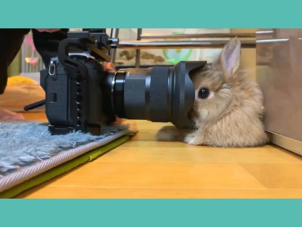 （完全不動）就這樣吧～偶已經習慣了啦～（圖／Twitter@usacohamco） 