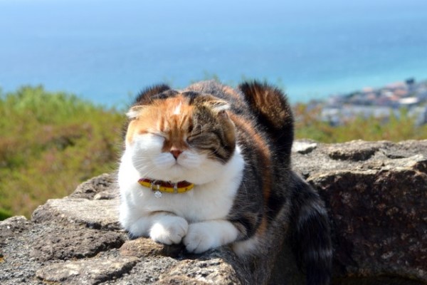 小胖貓為了減肥與主人一起爬山　還變成山頂吉祥物！